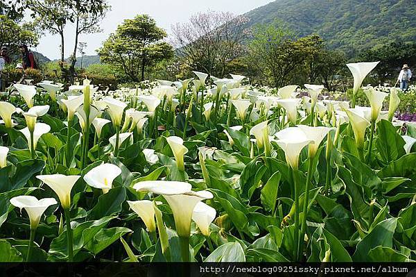 苗榜海芋園 DSC03803