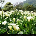 苗榜海芋園 DSC03803