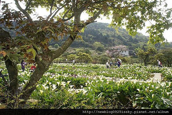 苗榜海芋園 DSC03825