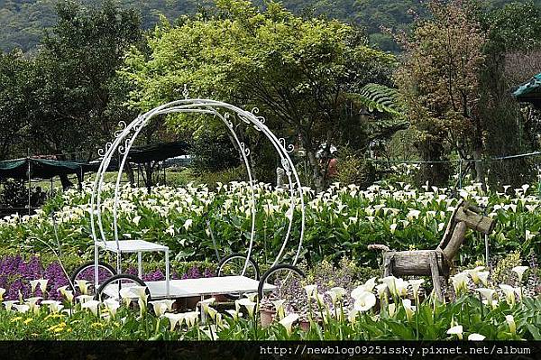 苗榜海芋園 DSC03846