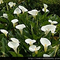 苗榜海芋園 DSC03852