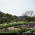 苗榜海芋園 DSC03856