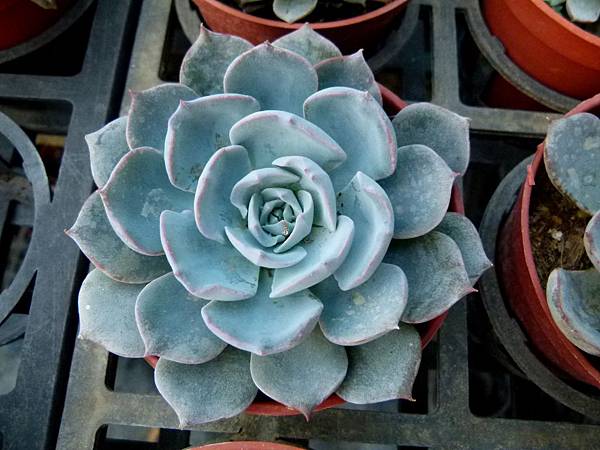 0016彰化縣田尾鄉田尾公路花園荷蘭花園