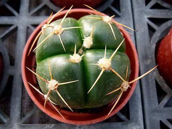 0030彰化縣田尾鄉田尾公路花園生源仙人掌