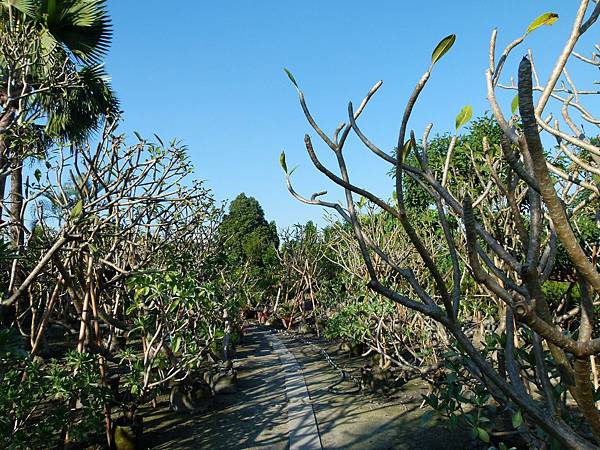 0040彰化縣田尾鄉田尾公路花園合利園藝