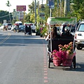 0061彰化縣田尾鄉田尾公路花園