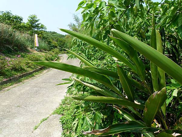 0216苗栗縣西湖鄉柚子山步道