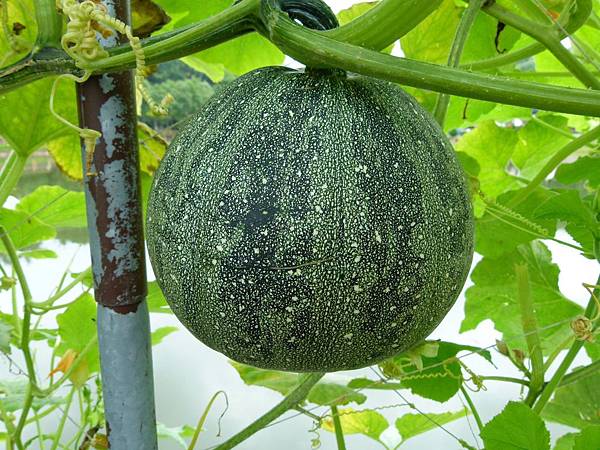 0426苗栗縣造橋鄉「龍昇金瓜季」在龍昇湖