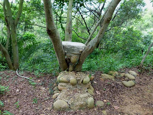 0370台中市大肚區環保公園登山步道