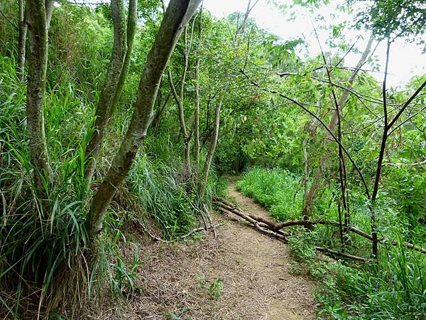 0371台中市大肚區環保公園登山步道