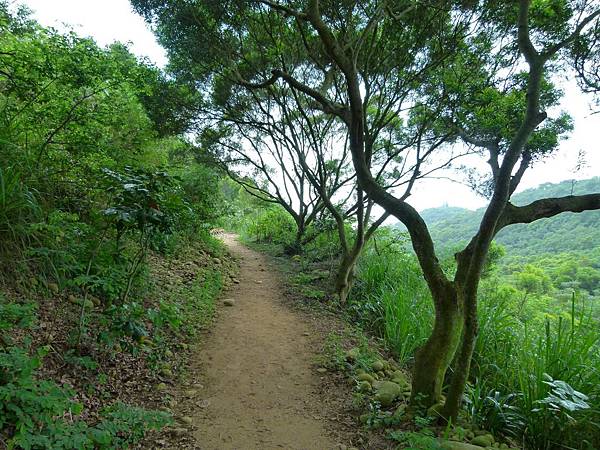 0378台中市大肚區環保公園登山步道