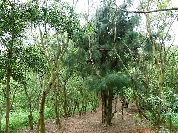 0391台中市大肚區環保公園登山步道