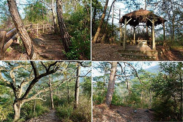 0555南投縣仁愛鄉惠蓀林場杜鵑嶺步道