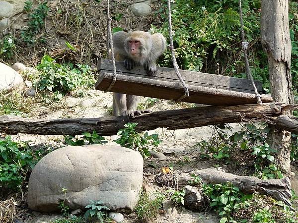 0784台中市北屯區郭叔叔野生獼候園