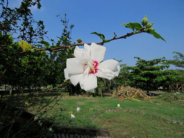 0298屏東縣崁頂鄉崁頂生態公園