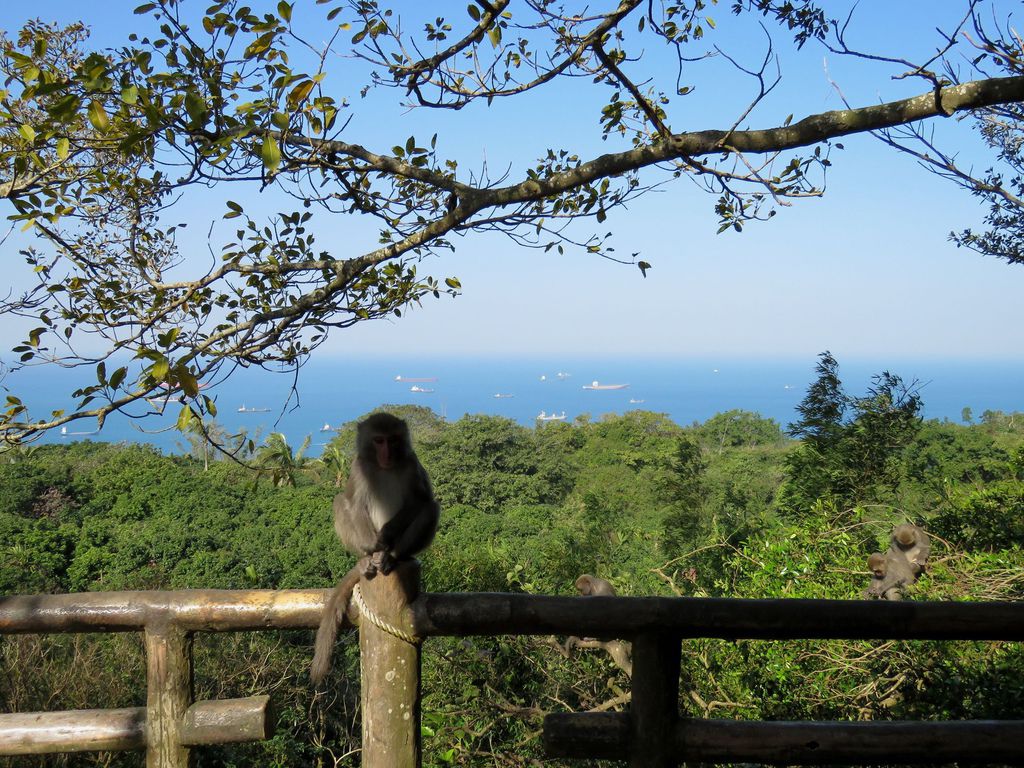 0264高雄市鼓山區柴山登山步道