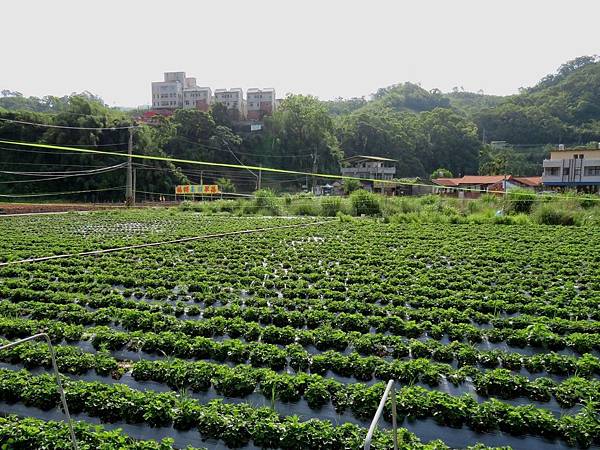 07苗栗縣大湖鄉台3線旁草莓園