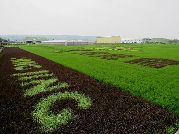 1875台中市龍井區中華路石虎彩繪稻田.jpg