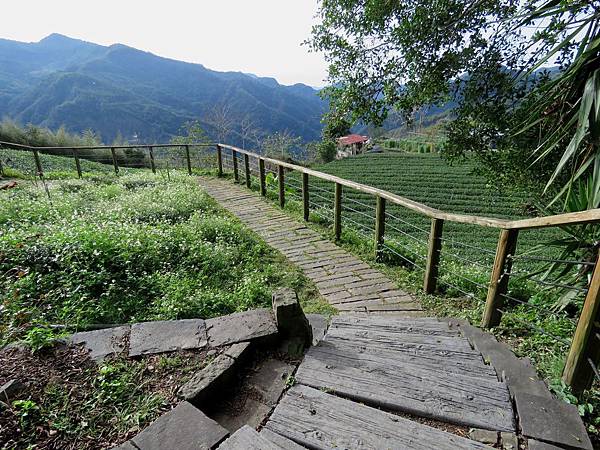 0558嘉義縣阿里山鄉雅吾瑪斯步道