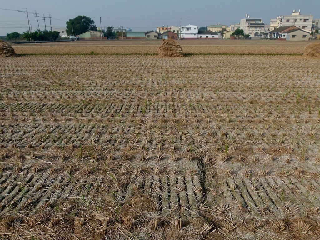 279、2014.1.5雲林縣大埤鄉三結社區