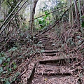 1142苗栗縣泰安鄉象鼻古道