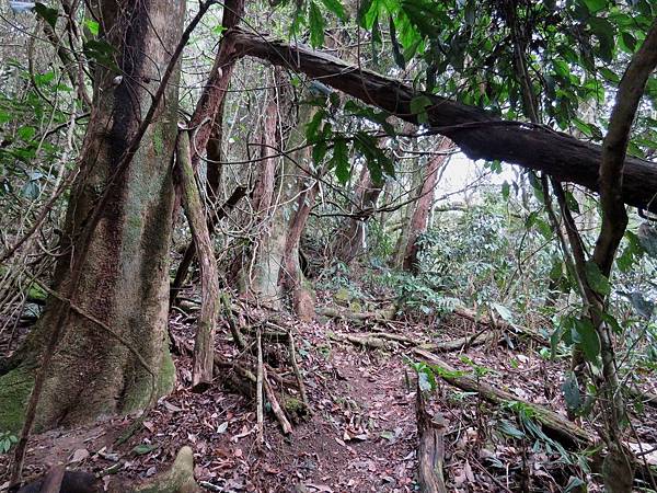 1161苗栗縣泰安鄉千兩山步道