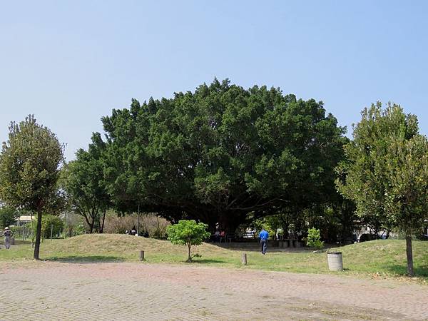 0750彰化縣員林市蜀葵花觀光文化季在南區公園