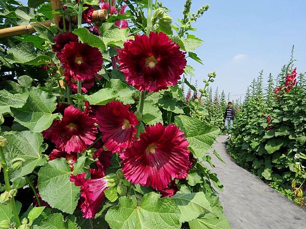 0754彰化縣員林市蜀葵花觀光文化季在南區公園