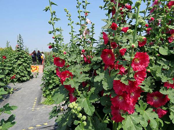 0762彰化縣員林市蜀葵花觀光文化季在南區公園