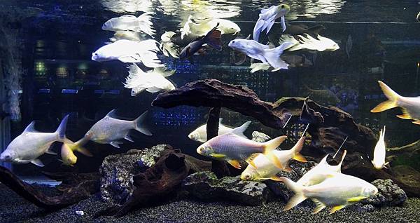 1330屏東縣長治鄉農科園區觀賞水族展示廳.jpg