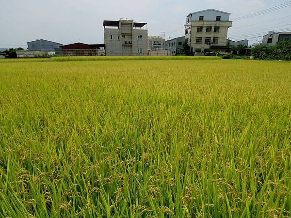 2743台中市霧峰區米娃娃公園