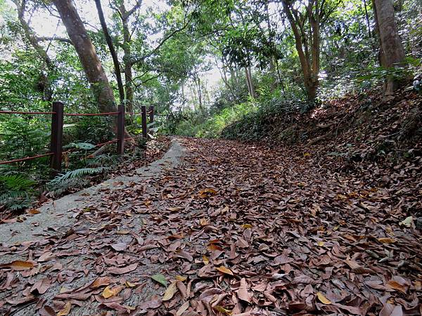 2797台中市霧峰區桐林花廊步道