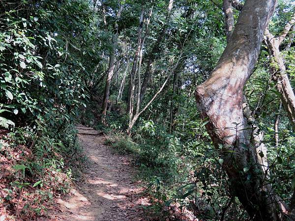 2815台中市霧峰區樟樹林步道