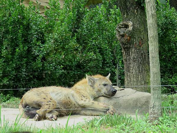 0342韓國愛寶樂園