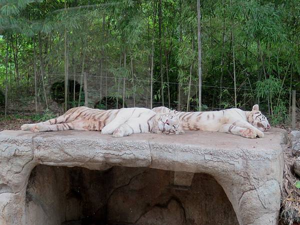 0346韓國愛寶樂園