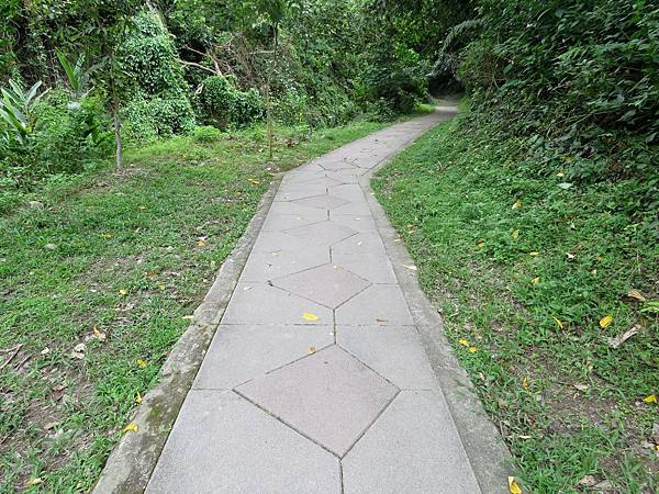 0538雲林縣林內鄉龍過脈森林步道