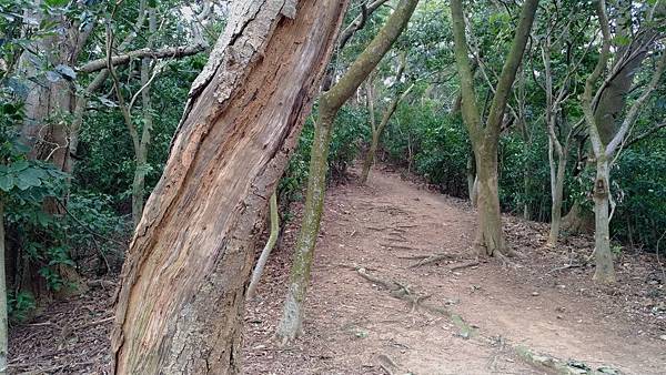 0331新竹市東區高峰植物園