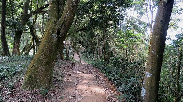 1214苗栗縣大湖鄉出關步道（關刀山步道）