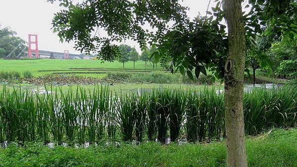 0882雲林縣斗南鎮他里霧埤公園.jpg