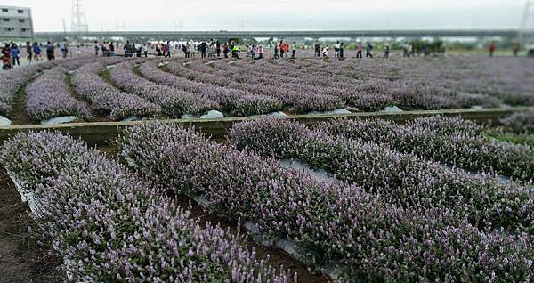 0286桃園市楊梅區仙草花節在楊湖路三段.jpg