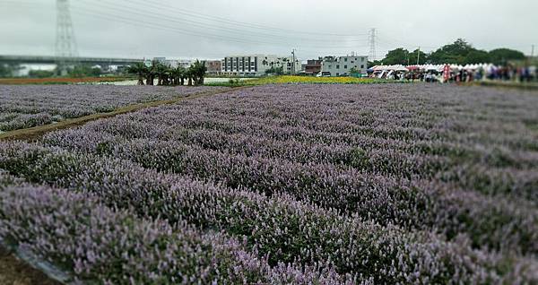 0288桃園市楊梅區仙草花節在楊湖路三段.jpg