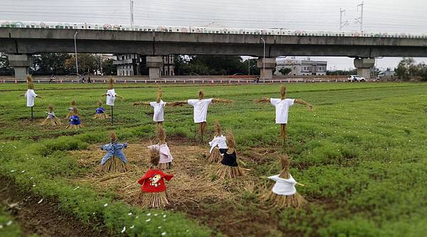 0291桃園市楊梅區仙草花節在楊湖路三段.jpg