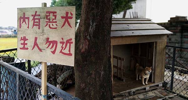 0296桃園市楊梅區仙草花節在楊湖路三段.jpg