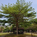 1019高雄市楠梓區右昌森林公園.jpg