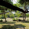 1045高雄市楠梓區高雄都會公園.jpg