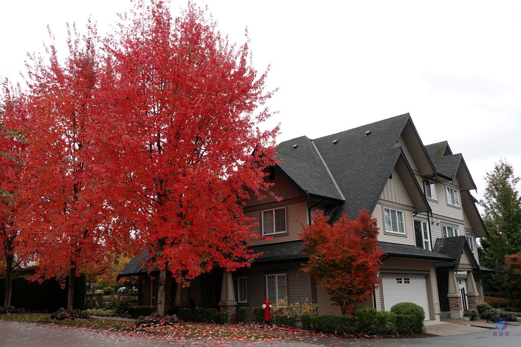 Canada深度溫哥華旅遊加拿大上網wifi推薦大溫哥華免費wifi上網資源賞楓之旅素里白石蘭里大賣場導覽當地人會去的店