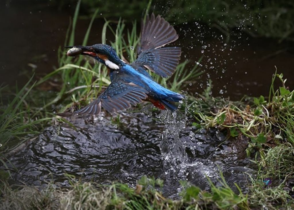 Pixnet-1617-003_最受歡迎鳥類攝影器材推薦 愛鳥國際的統計數據_bird photography gear in China 02_结果.jpg