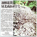 20120120聯合報尾寮山油桐花