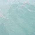 超大隻海鱺魚