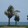 旗津海邊的樹